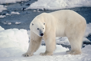 動物や植物の住む場所がなくなっちゃう！